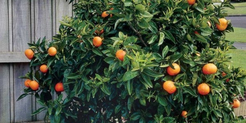 Kako posaditi naranču kod kuće iz kamena: upute korak po korak